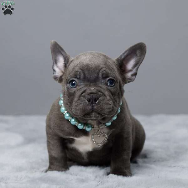 Alex, Frenchton Puppy